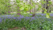 13th May 2015 - Bluebells in the woods 