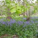 Bluebells in the woods  by sarah19