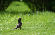 13th May 2015 - Robin with a worm