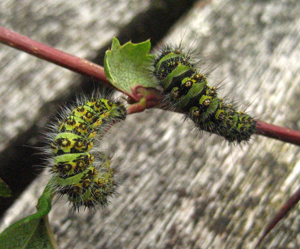Emperor moth caterpillars by steveandkerry