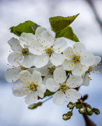 13th May 2015 - Apple Blossom