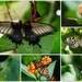 Butterfly Collage by salza