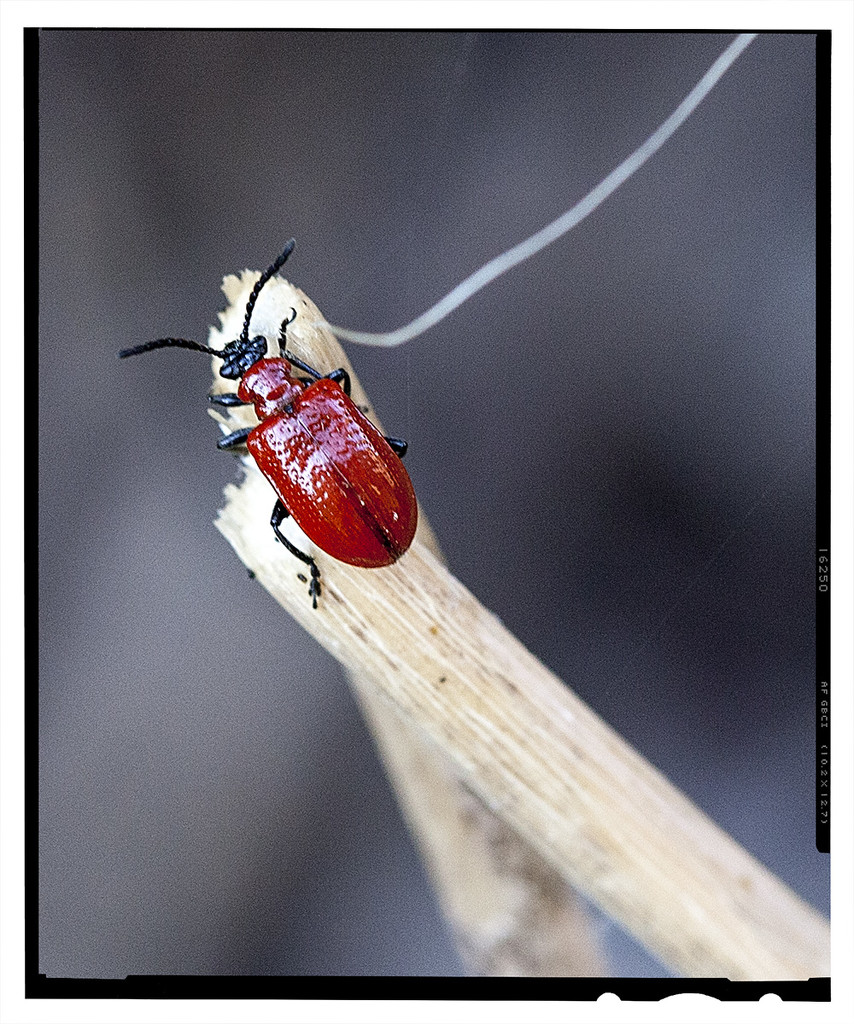Lily Beetle by gardencat