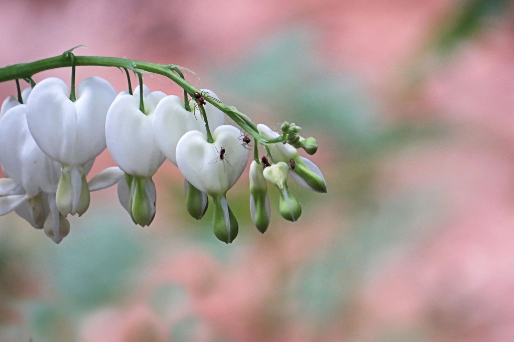 Bleeding hearts and friends. by maggie2