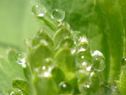 13th May 2015 - Droplets on my Ladies Mantle