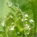 Droplets on my Ladies Mantle by countrylassie