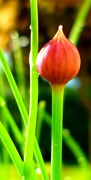 13th May 2015 - Minature Chives 