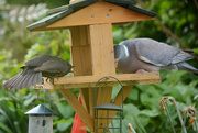 10th May 2015 - Get off my bird table