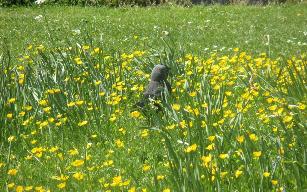 Jackdaw in the buttercups by g3xbm