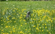13th May 2015 - Jackdaw in the buttercups
