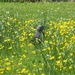 Jackdaw in the buttercups by g3xbm