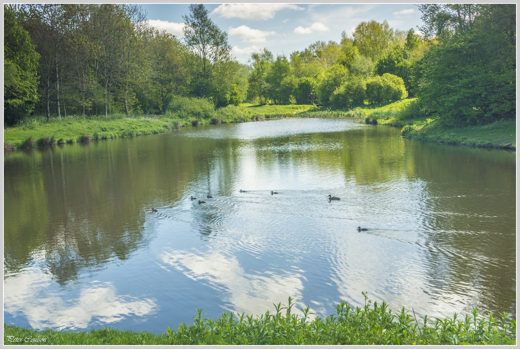 Local Pond-2 by pcoulson