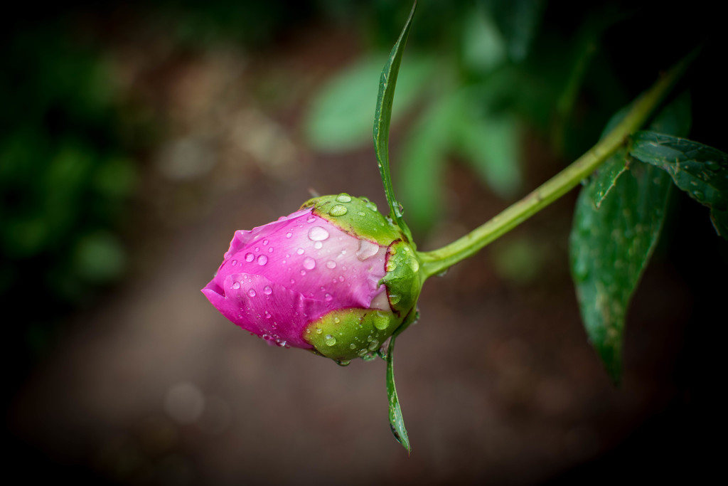 Morning Rain by ckwiseman