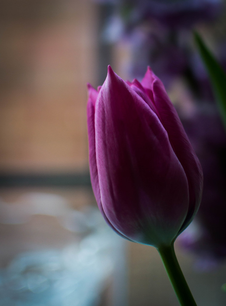 A single tulip by susie1205