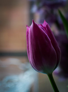 13th May 2015 - A single tulip