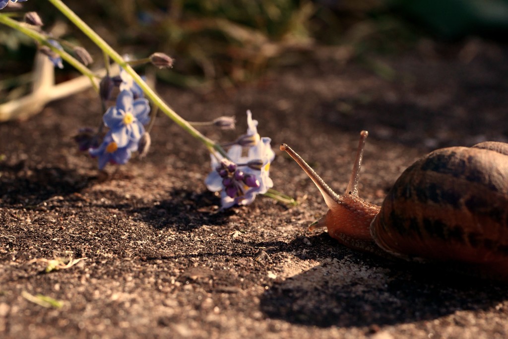 Smelling the Roses or Forget-me-nots if you're a snail..... by newbank