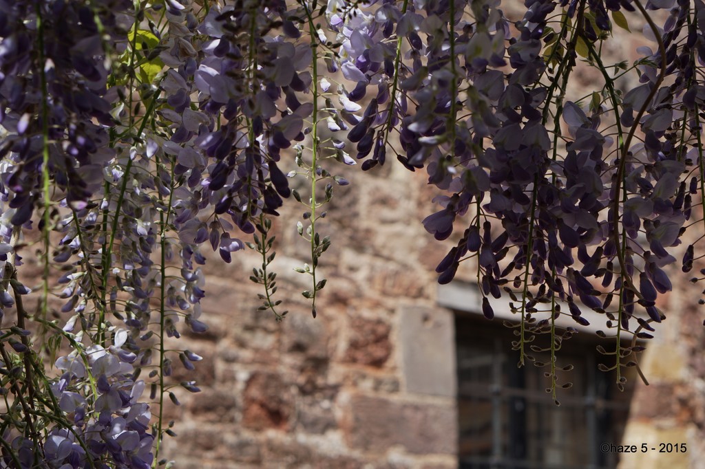 a canopy of wisteria by quietpurplehaze