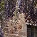 a canopy of wisteria by quietpurplehaze