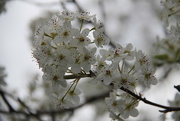 3rd Apr 2015 - Blossoms