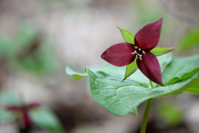13th May 2015 - The Red Trillium!