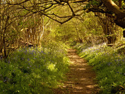 13th May 2015 - A walk in the bluebell woods......