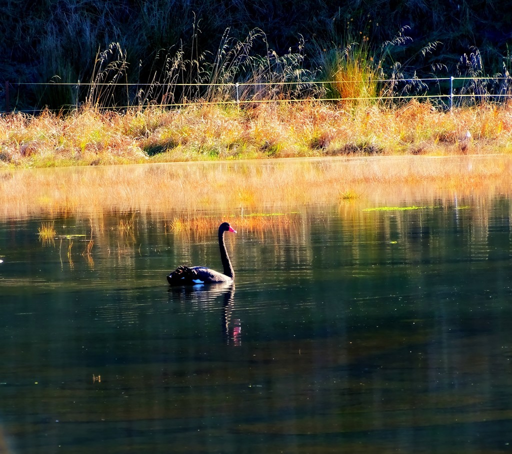 Swan Lake by maggiemae