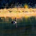 Swan Lake by maggiemae