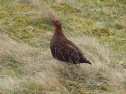 9th May 2015 -  Red Grouse (Male)