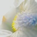 Abstract iris by callymazoo