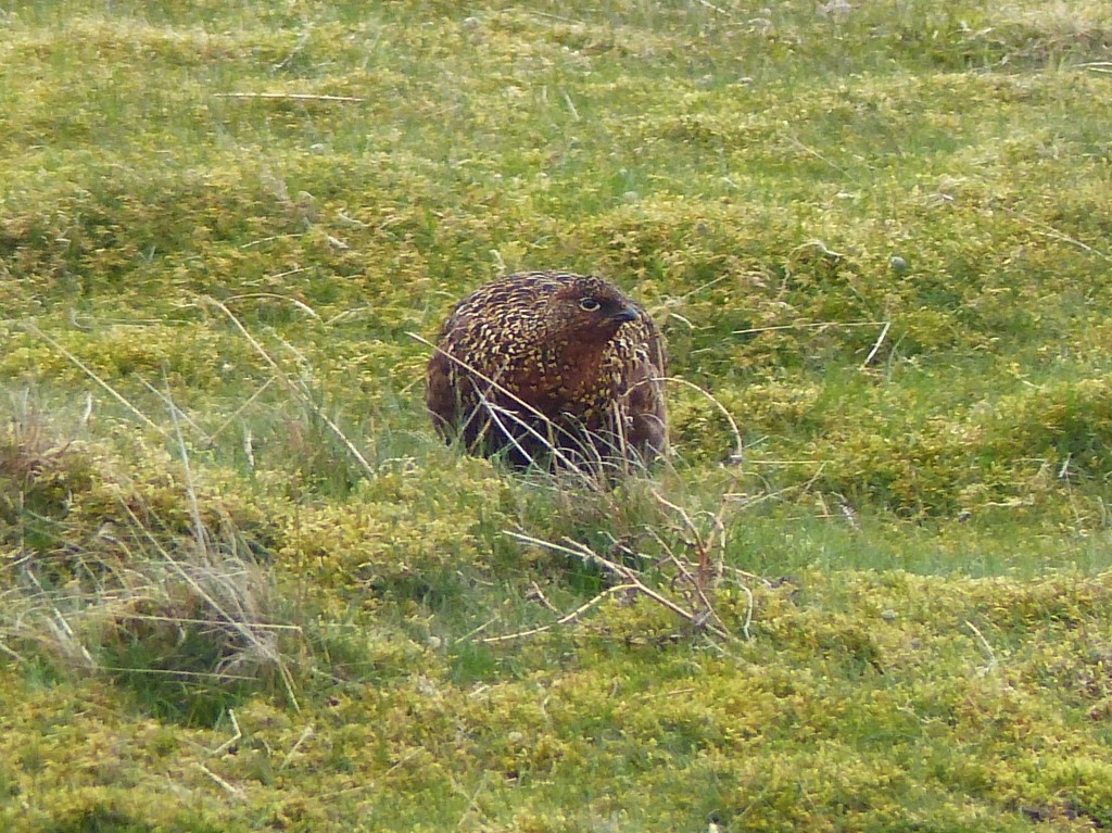  Red Grouse (Female) by susiemc