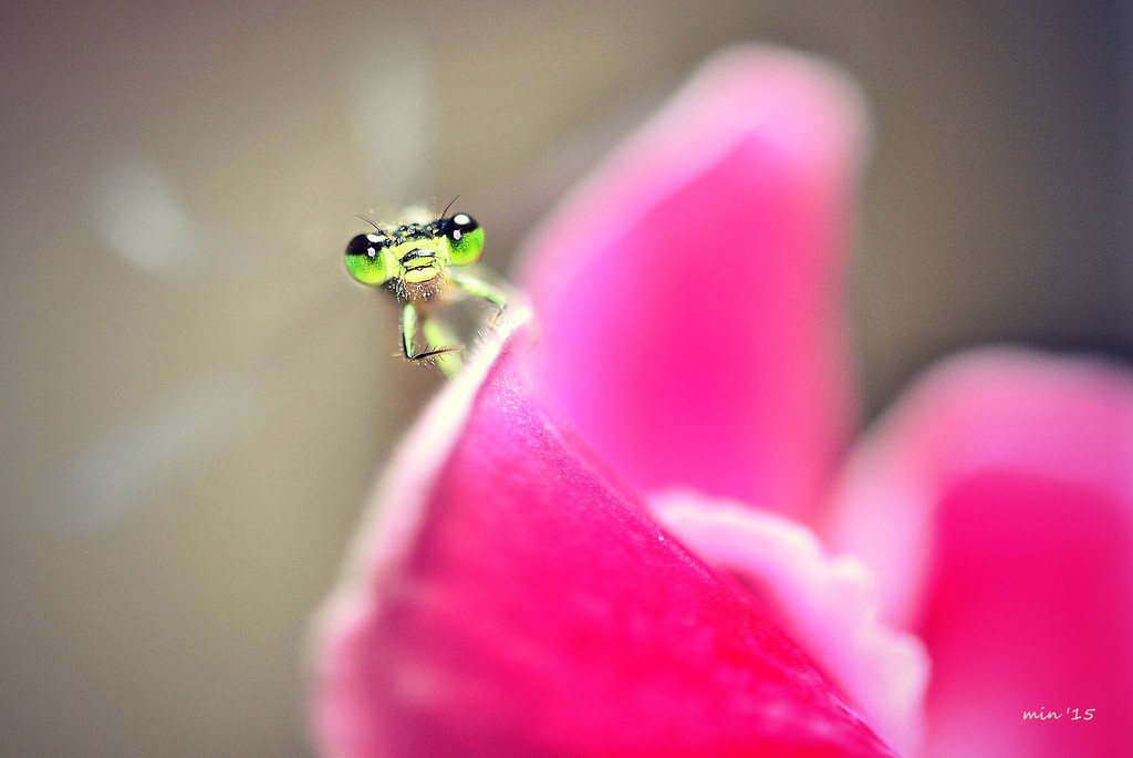 Green-Eyed Damselfly by mhei