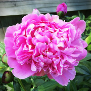 13th May 2015 - One Pink Peony