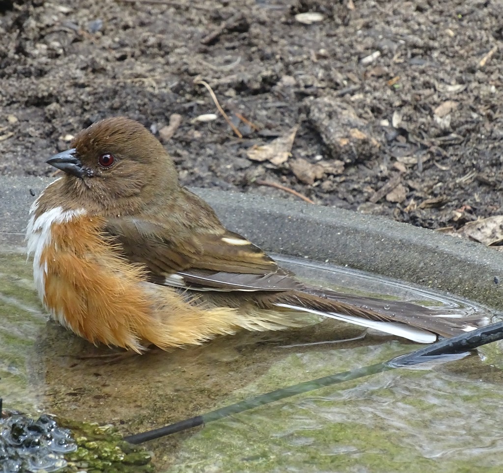 Female Eastern Towhee in a bird bath by annepann