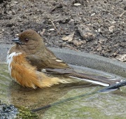 14th May 2015 - Female Eastern Towhee in a bird bath