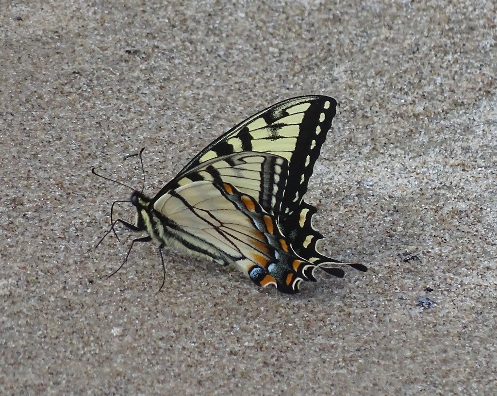 First Butterfly of the Season by annepann