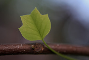 13th May 2015 - Liriodendron Leaf