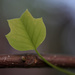 Liriodendron Leaf by sarahsthreads