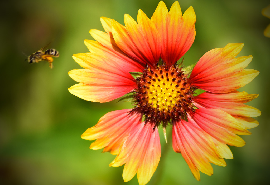 Bee and Flower by rickster549