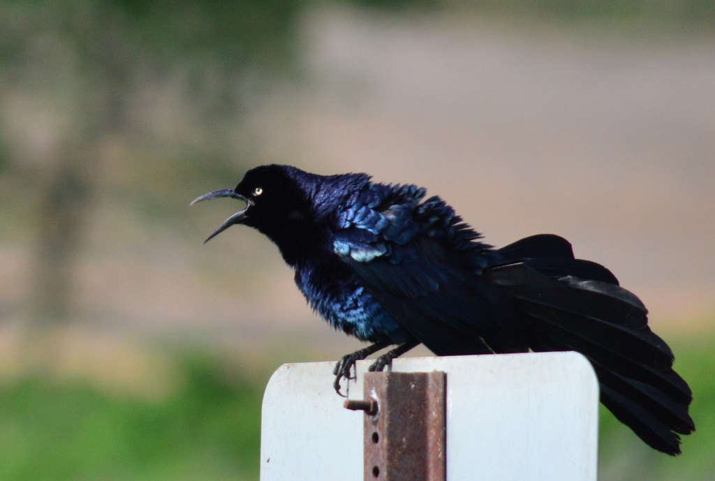 Great-Tailed Grackle? by kareenking