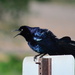 Great-Tailed Grackle? by kareenking
