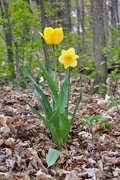 1st May 2015 - Daffodil or Tulip??  
