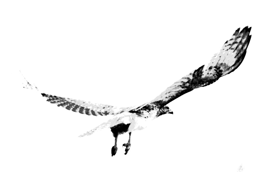 Highly Edited Hawk by kareenking