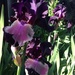 Purple Iris by handmade