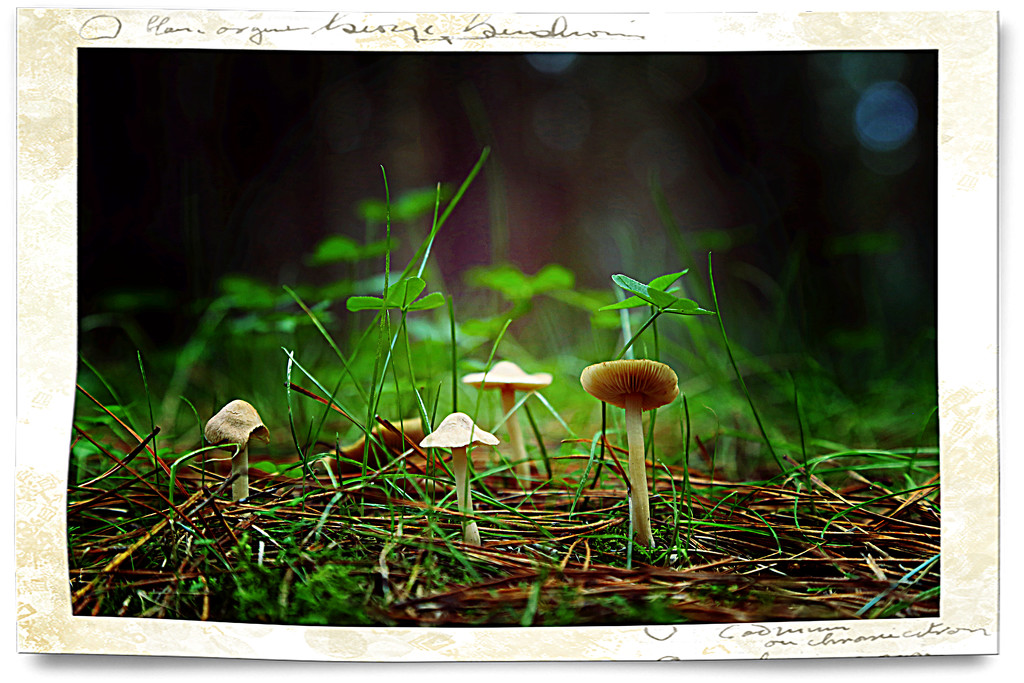 Forest fungi by dide