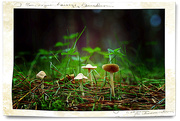 14th May 2015 - Forest fungi