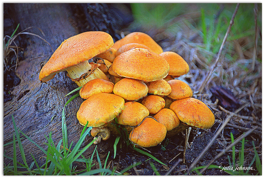 More Marvellous Fungi.. by julzmaioro