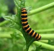 1st Aug 2014 - Cinnibar caterpillar