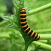 Cinnibar caterpillar by steveandkerry