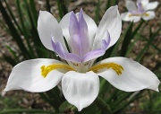 10th Nov 2010 - Delicate Iris Unfurled