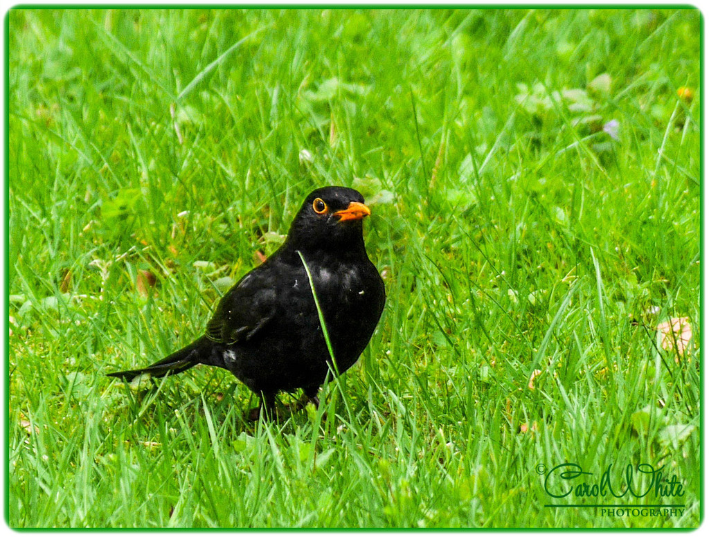 Blackbird by carolmw
